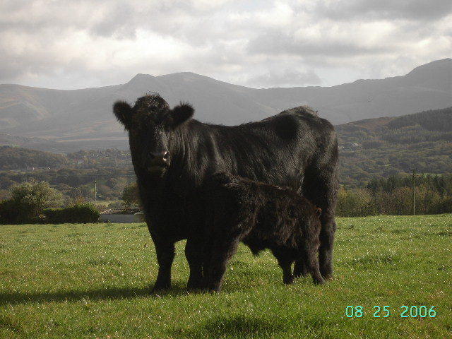 Tyddyn Perthi Farm Villa Llanberis Bagian luar foto